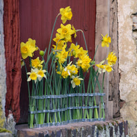 April Vase Classic